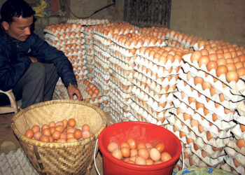 अण्डाको बढ्यो मूल्य, किसानलाई राहत