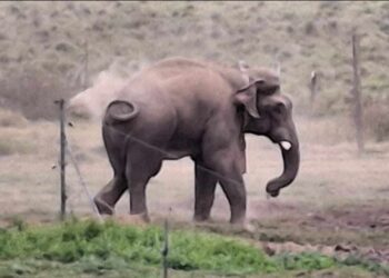 झापामा करेन्ट लागेर  जंगली हात्तीकाे मृत्यु