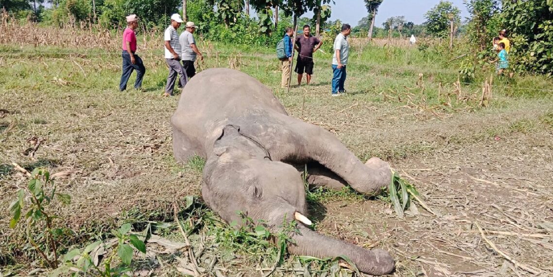 बराहक्षेत्रमा जंगली हात्ती मृत फेला, अनुसन्धानको लागि पुग्यो प्राविधिक टोली
