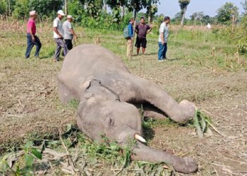 बराहक्षेत्रमा जंगली हात्ती मृत फेला, अनुसन्धानको लागि पुग्यो प्राविधिक टोली