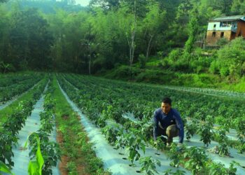 भाेजपुरका रेवती थापा : १० वर्ष काेरीया बसे , फर्किएर कृषीमा कम्मर कसे