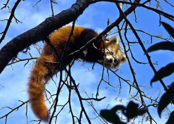 रेडपान्डा संरक्षण गर्न भाेजपुरका सामुदायिक वनमा ४८ वटा सीसी क्यामेरा