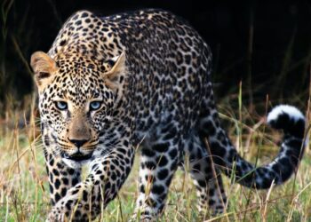 झापाकाे मेचीनगरमा चितुवा आतंक , स्थानीयले गुहार प्रसाशन