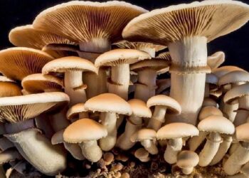 विषालु च्याउ पकाएर खाँदा एकै गाउँका १६ जना बिरामी