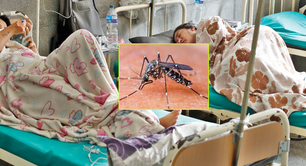 सुनसरी सहित ७२ जिल्लामा फैलियो डेङ्गी, कुन जिल्लामा कति छन संक्रमित ? सुचीसहित