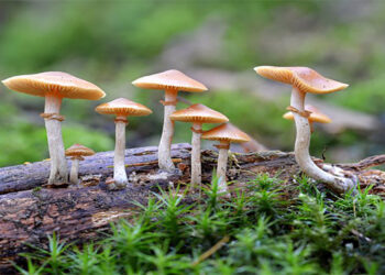 गुल्मीमा विषालु च्याउ खाँदा एकै परिवारका तीन जना बिरामी