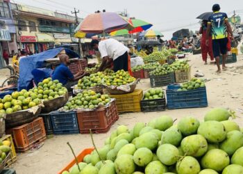 कसरी चिन्ने केमिकल हाले–नहालेको आँप ?