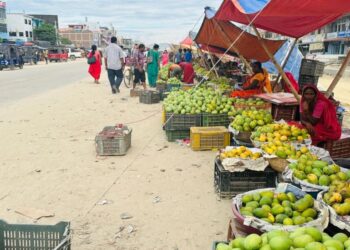 आँपको सुवासले मगमगाइरहको सिरहा, चिस्यान केन्द्र नहुँदा समस्या
