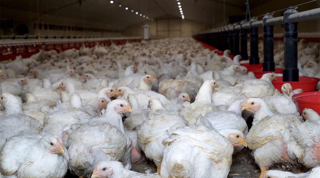 मूल्य नपाएको भन्दै चल्ला उत्पादन र बिक्री भोलिदेखि पूर्ण बन्द