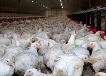 मूल्य नपाएको भन्दै चल्ला उत्पादन र बिक्री भोलिदेखि पूर्ण बन्द