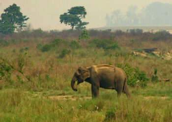 झापामा फेरि जंगली हात्तीको आक्रमणबाट एक जनाको ज्यान गयो