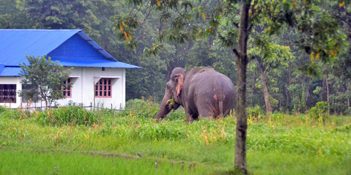 बेलबारीमा घर छेउमै हात्तीले आक्रमण गर्दा महिलाको मृत्यु