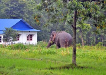 बेलबारीमा घर छेउमै हात्तीले आक्रमण गर्दा महिलाको मृत्यु