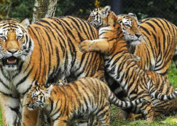 आज विश्व बाघ दिवस : नेपालले धान्न सक्ने बाघको संंख्या कति ?