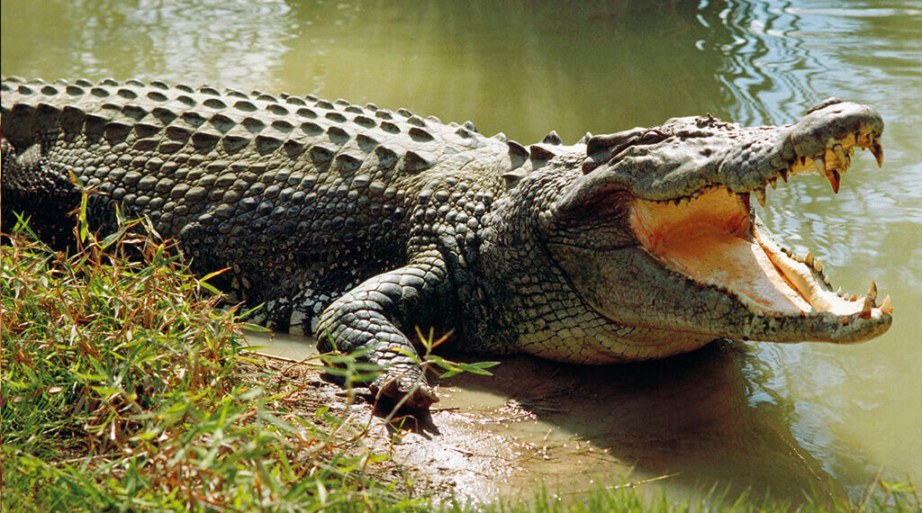 चितवनमा माछा मार्न गएका युवकको गोहीको आक्रमणबाट मृत्यु