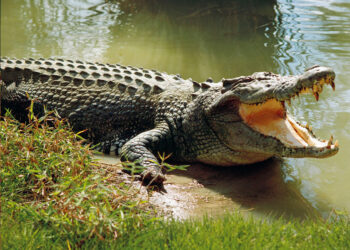 चितवनमा माछा मार्न गएका युवकको गोहीको आक्रमणबाट मृत्यु