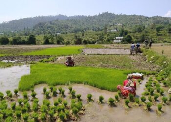 झापामा प्रभावकारी बन्दै ‘कृषि जोन’ कार्यक्रम , धान र सुपारी खेती तर्फ कृषकहरू आकर्षित
