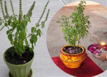 आषाढ शुक्ल एकादशी : तुलसीको बिरुवा सारिँदै