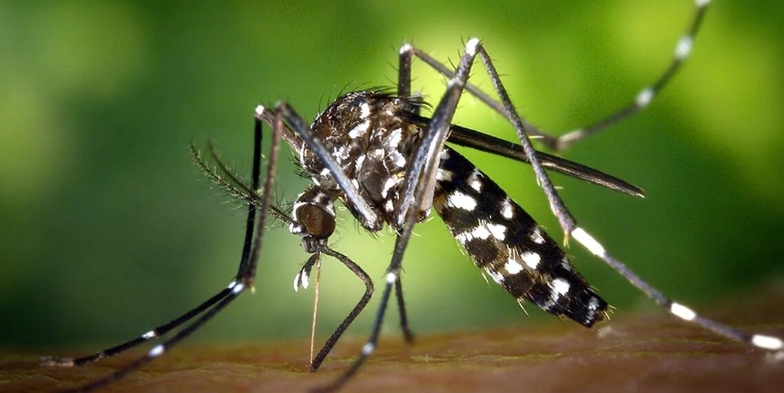 जापानिज इन्सेफ्लाइटिसबाट चितवनमा तीन जनाको मृत्यु