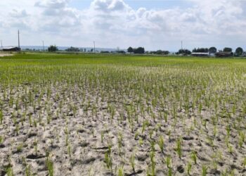 मधेसमा वर्षा, किसानलाई राहत