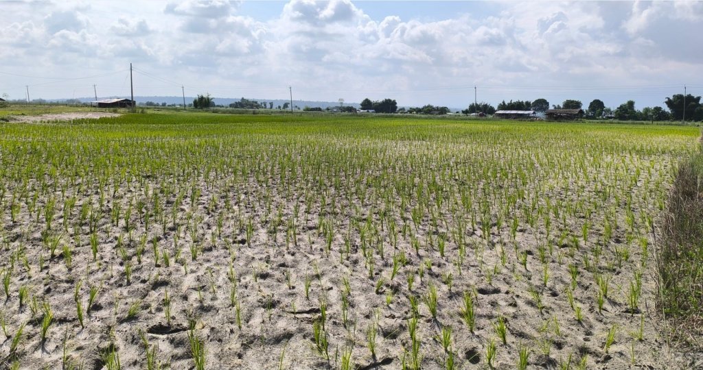 मधेसमा वर्षा, किसानलाई राहत