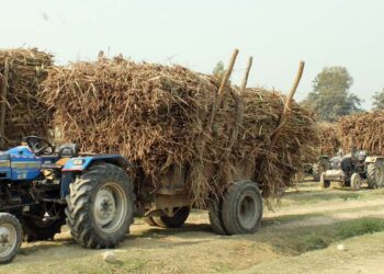 यसवर्ष उखुको मूल्य प्रतिक्विन्टल ७५० कायम गर्न किसानको माग
