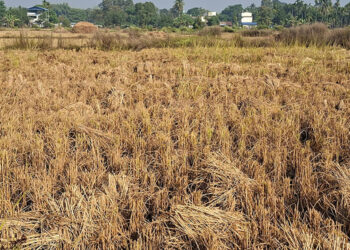 झापामा तीन लाख ५४ हजार मेट्रिकटन धान उत्पादन, किसानले पाएनन् समर्थन मूल्य