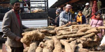 माघे सङ्क्रान्ति : कालिमाटीमा २२ लाख किलो कन्दमूल भित्रियो, स्वदेशी उत्पादनकै वर्चस्व