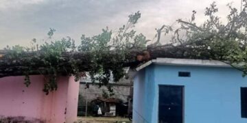 कञ्चनपुरमा छेउको रुख घरमा ढल्दा एक महिलाको मृत्यु, अर्की घाइते