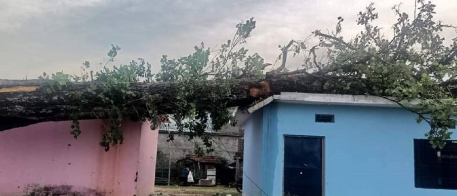 कञ्चनपुरमा छेउको रुख घरमा ढल्दा एक महिलाको मृत्यु, अर्की घाइते