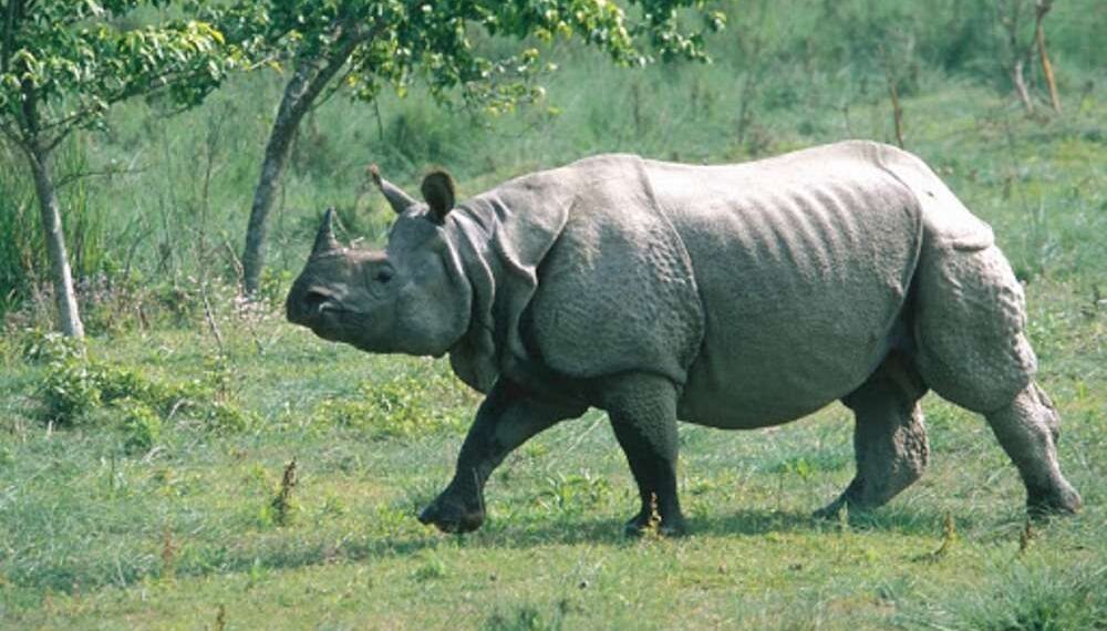 आत्मरक्षाका लागि सेनाले गोली चलाउँदा मर्‍यो गैँडा