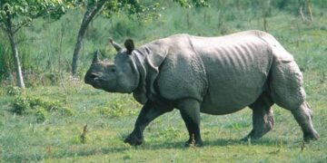 आत्मरक्षाका लागि सेनाले गोली चलाउँदा मर्‍यो गैँडा