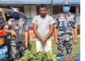 सिरहाबाट १९ किलो गाँजासहित युवक पक्राउ