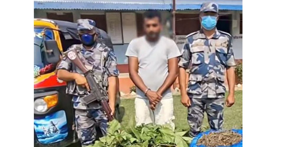 सिरहाबाट १९ किलो गाँजासहित युवक पक्राउ