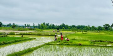 अब बाली लगाउनुअघि नै न्यूनतम समर्थन मूल्य, किसानको बैंक खातामा पैसा