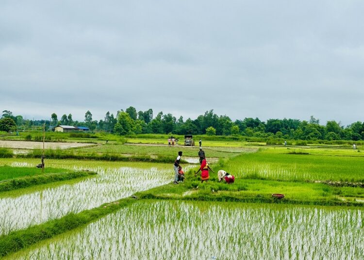 अब बाली लगाउनुअघि नै न्यूनतम समर्थन मूल्य, किसानको बैंक खातामा पैसा